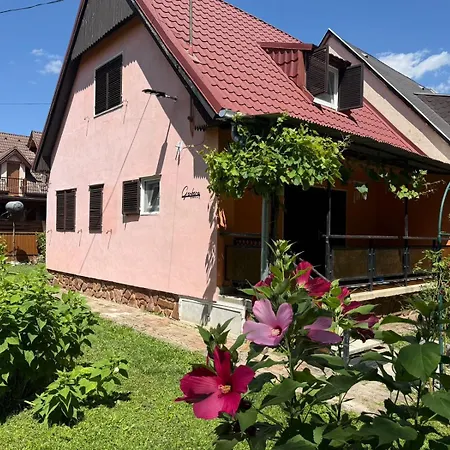 Gerbera Ábrahámhegy